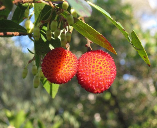 CORBEZZOLO fruit-berry-leaf-1229267-pxhere.com (1)