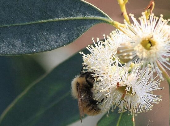 Eucalyptus E APE Eucalyptus E APE
