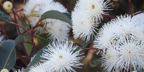 Eucalyptus Honey