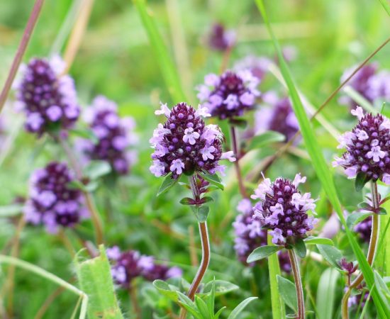 THYME 1 -plant-meadow-flower-bloom-herb-1121381-pxhere.com THYME 1 -plant-meadow-flower-bloom-herb-1121381-pxhere.com