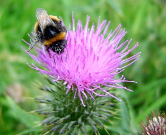 bumble-bee-thistle-flowering-plant-European-marsh-thistle-burdock-Spear-thistle-1594634-pxhere.com