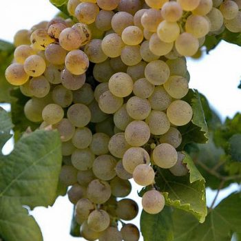 torbato-grape torbato-grape