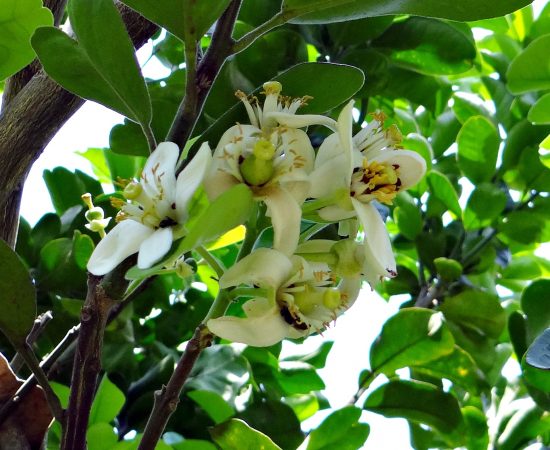 tree-branch-blossom-plant-fruit-flower-1100638-pxhere.com tree-branch-blossom-plant-fruit-flower-1100638-pxhere.com
